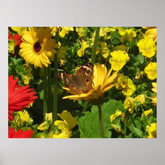 Butterfly Poster (Framsidan)