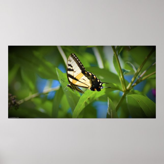 Butterfly,  poster (Framsidan)