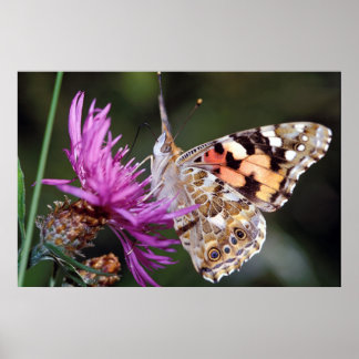 Butterfly Poster