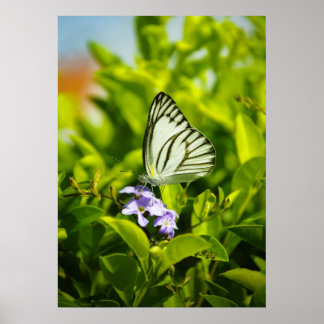 Butterfly Poster