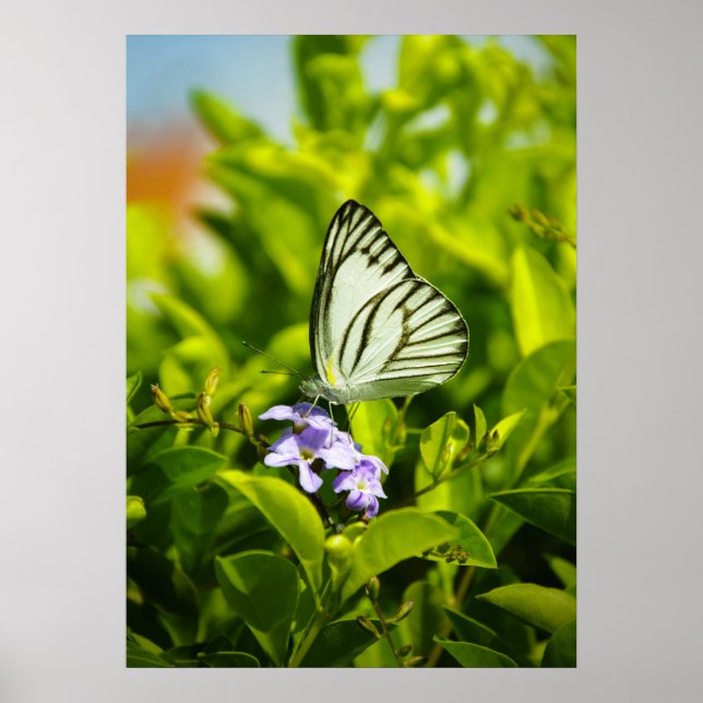 Butterfly Poster (Framsidan)