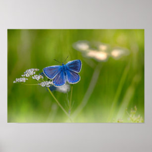 Butterfly Poster