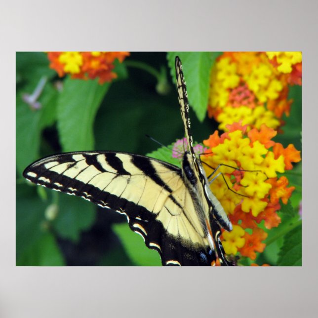 Butterfly Poster (Framsidan)