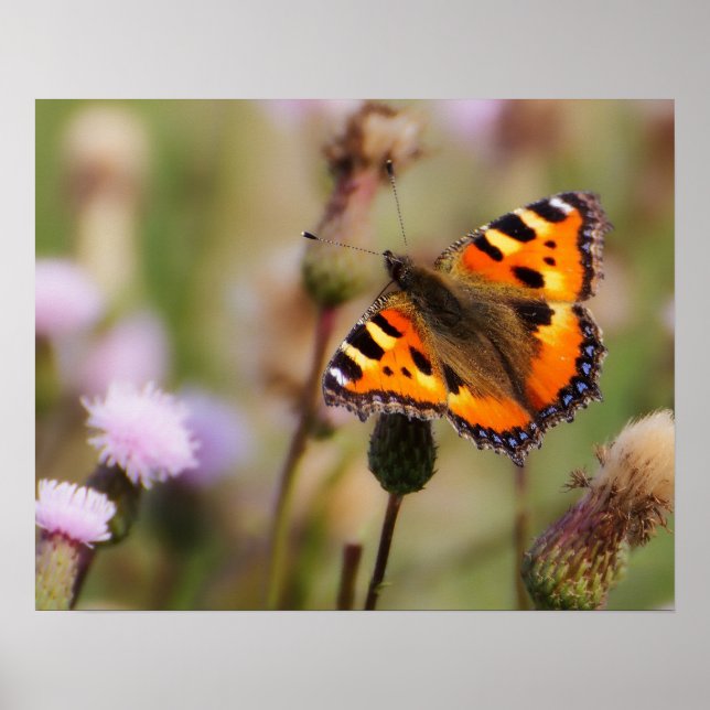 Butterfly Poster (Framsidan)