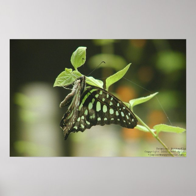 Butterfly Poster (Framsidan)