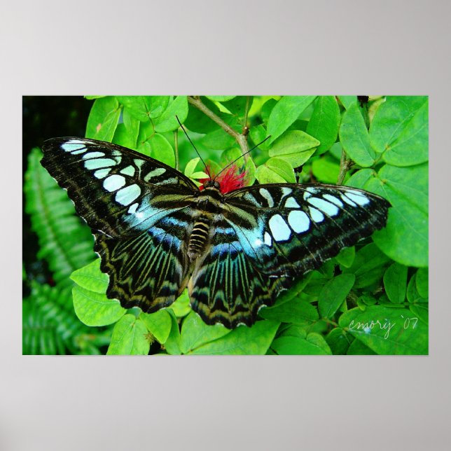 Butterfly Poster (Framsidan)
