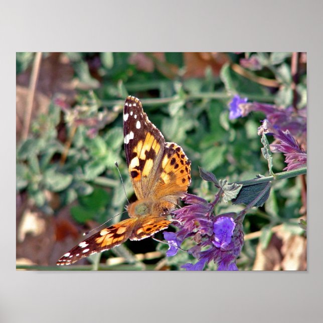 Butterfly Poster (Framsidan)