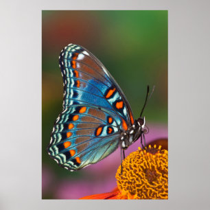 Butterfly-profil på en blomma poster