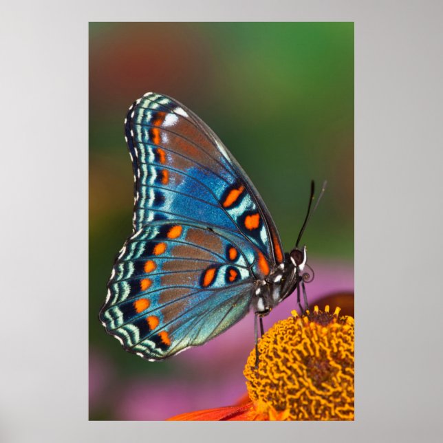 Butterfly-profil på en blomma poster (Framsidan)