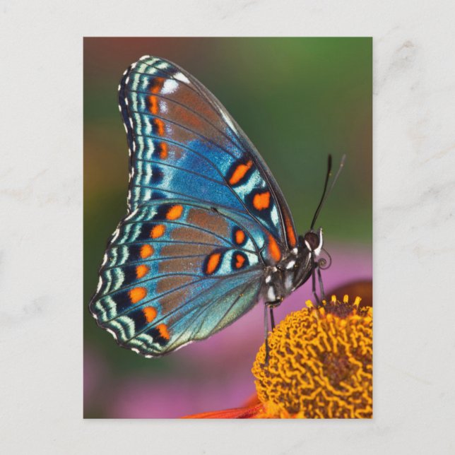 Butterfly-profil på en blomma vykort (Framsida)
