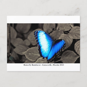 Butterfly Rainforest - Gainesville, FL 002 Vykort