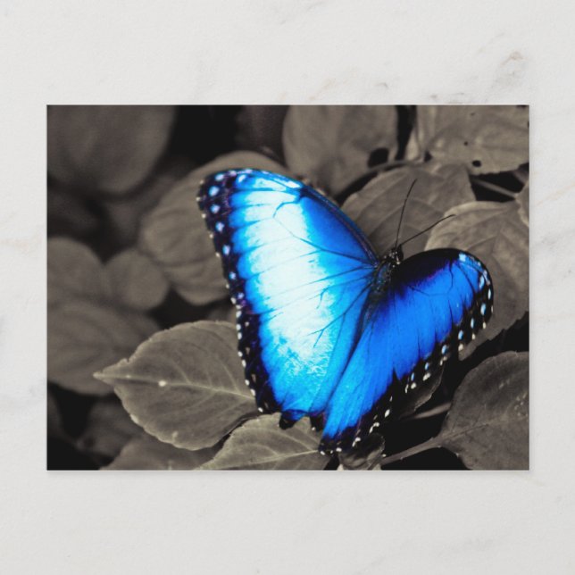 Butterfly Rainforest - Gainesville, FL 003 Vykort (Framsida)