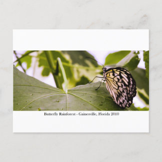 Butterfly Rainforest - Gainesville, FL 005 Vykort