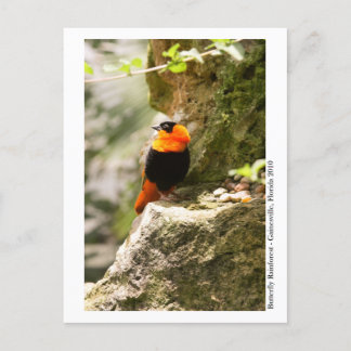 Butterfly Rainforest - Gainesville, FL 009 Vykort