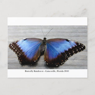 Butterfly Rainforest - Gainesville, FL 010 Vykort