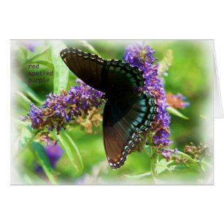 butterfly_red_spotted_purple_0233_Paint Hälsningskort