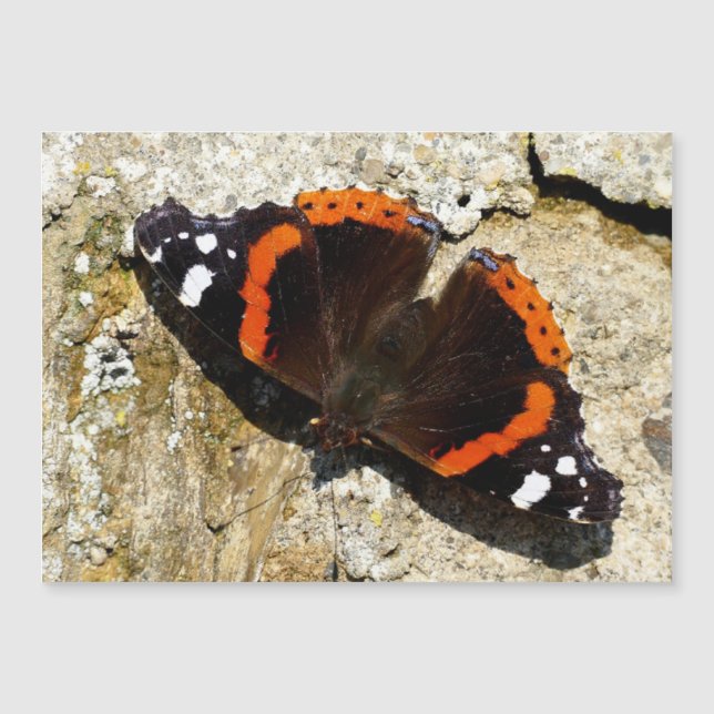 Butterfly - Röd amiral (Framsida)