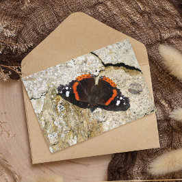 Butterfly - Röd amiral Kort