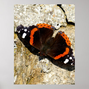 Butterfly - Röd amiral Poster
