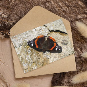 Butterfly - Röd amiral Vykort
