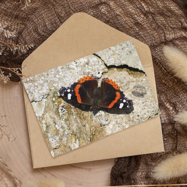 Butterfly - Röd amiral Vykort (Skapare uppladdad)