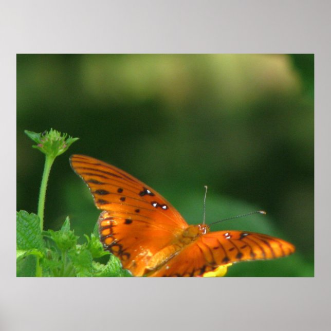 Butterfly-serie Poster (Framsidan)