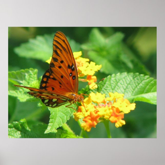 Butterfly Series Poster (Framsidan)