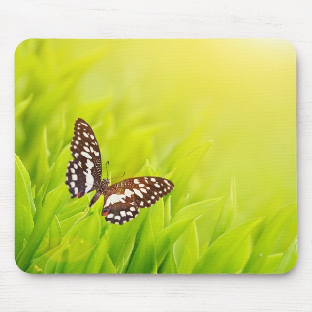 Butterfly sitta på färsk grönt musmatta (Framsidan)