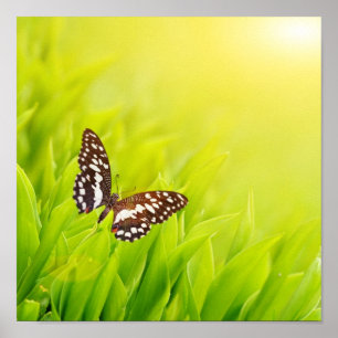 Butterfly sitta på färsk grönt poster