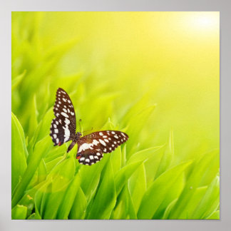 Butterfly sitta på färsk grönt poster
