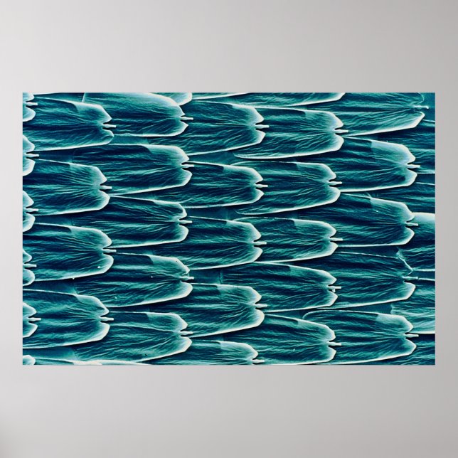 Butterfly - Skal Poster (Framsidan)