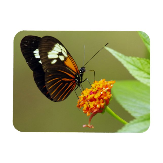 Butterfly Small Magnet (Horisontell)