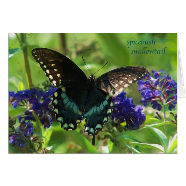 butterfly_spicebush_1769x_Paint Hälsningskort (Framsidan Horizontal)