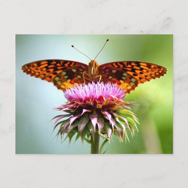 Butterfly Sunrise Vykort (Framsida)