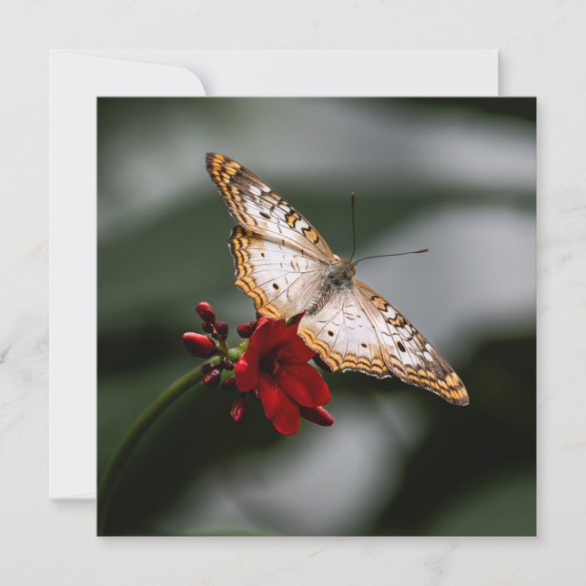 Butterfly Tack Kort (Framsida)