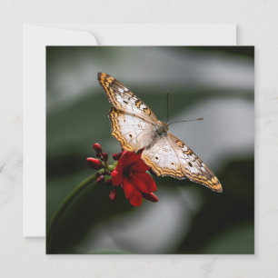 Butterfly Tack Kort