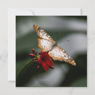 Butterfly Tack Kort