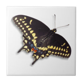 Butterfly Tile - Black Swallowtail Kakelplatta