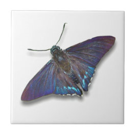 Butterfly Tile - Mangrove Skipper Kakelplatta