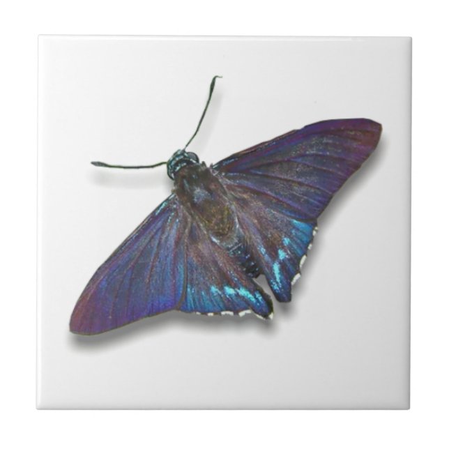 Butterfly Tile - Mangrove Skipper Kakelplatta (Framsidan)