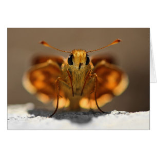Butterfly Tittar mig OBS Kort