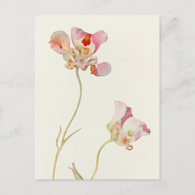 Butterfly Tulip av Margaret Armstrong Vykort (Framsida)