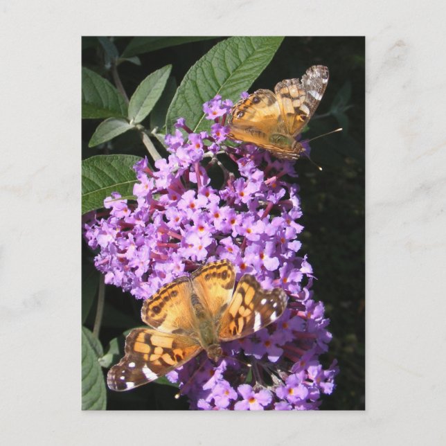 Butterfly-Twillingar ~ vykort (Framsida)