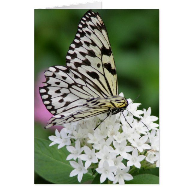 Butterfly-vågrät OBS Kort (Framsidan)