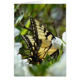 Butterfly Vår OBS Kort