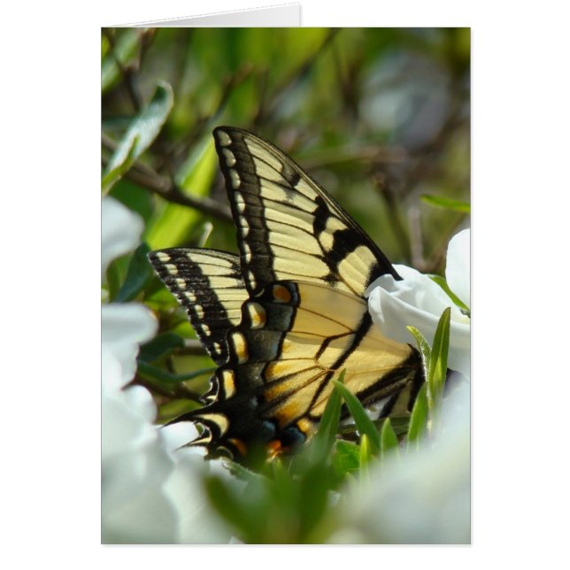 Butterfly Vår OBS Kort (Framsidan)