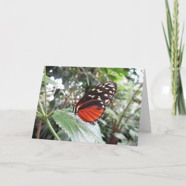 Butterfly vingar kort (Framsida)