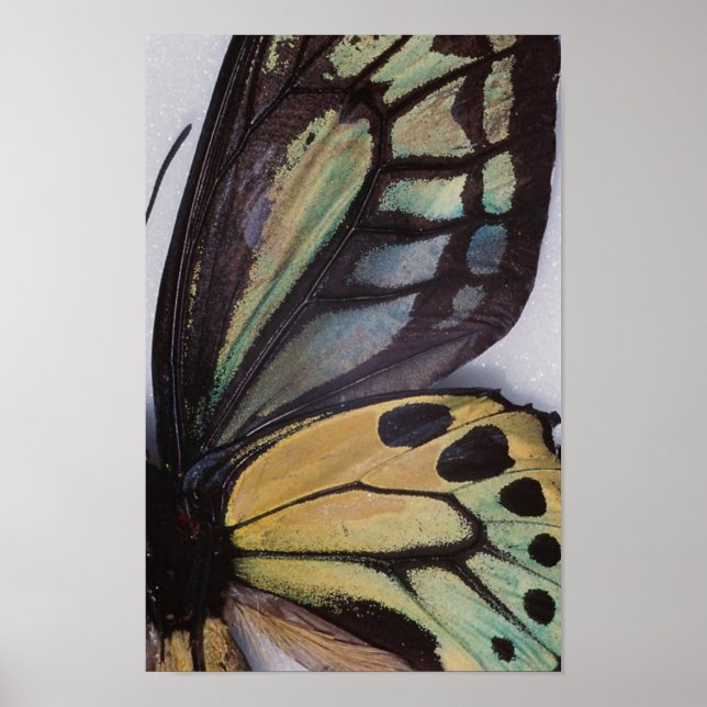 Butterfly Vingar Poster (Framsidan)