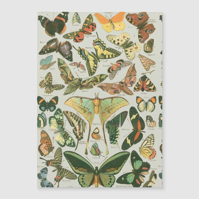 Butterfly Vintage Antique Butterflies Art (Framsida)