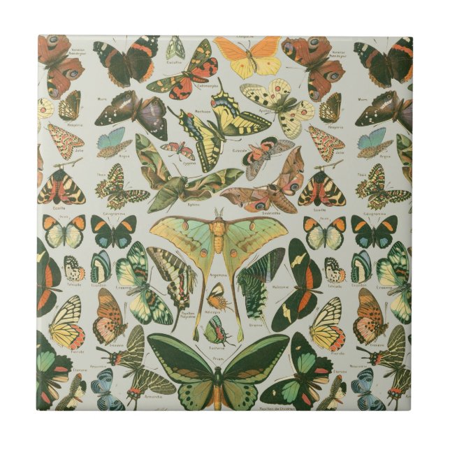 Butterfly Vintage Antique Butterflies Art Kakelplatta (Framsidan)